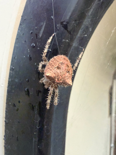 Cat-faced Orbweaver