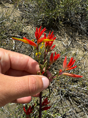 (c) Parker James Lloyd, some rights reserved (CC BY) Castilleja linariifolia, photograph (c) Parker James Lloyd, some rights reserved (CC BY)