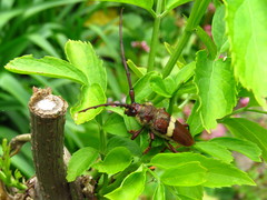 Deretrachys juvencus