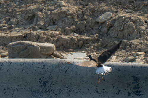iNaturalist image