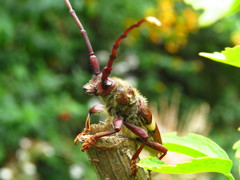 Deretrachys juvencus