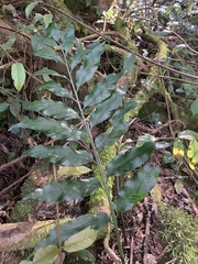 Asplenium gemmiferum