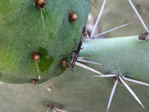 Longhorn Cactus Fly