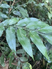 Asplenium gemmiferum