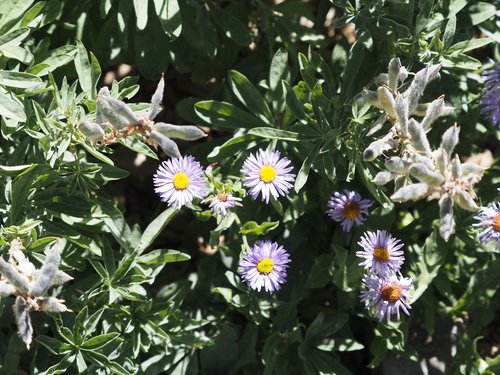 Erigeron speciosus, 2026-09-05