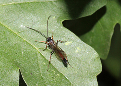 Ichneumonidae