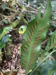 Asplenium gemmiferum