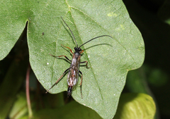 Ichneumonidae