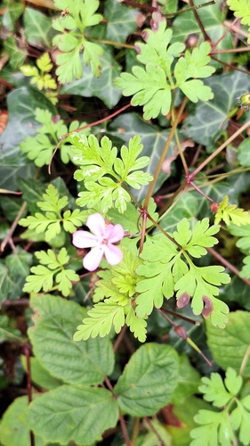 Herb Robert