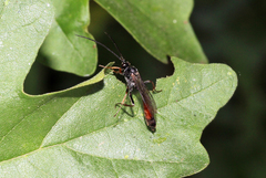 Ichneumonidae