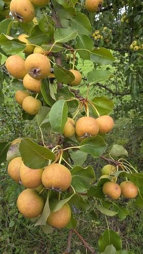 Common Pear