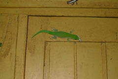 Phelsuma kochi