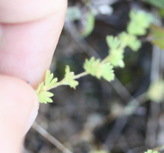 Alchemilla occidentalis