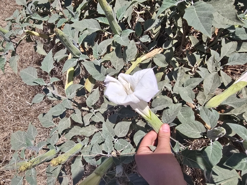 Sacred Datura