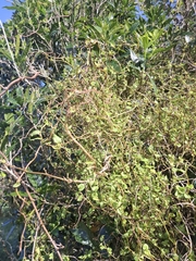 author not stated, no rights reserved Muehlenbeckia australis, photograph author not stated, no rights reserved