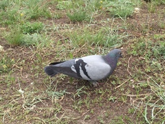 Columba livia