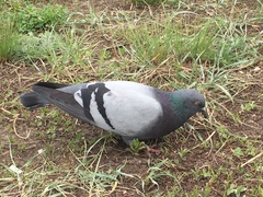 Columba livia