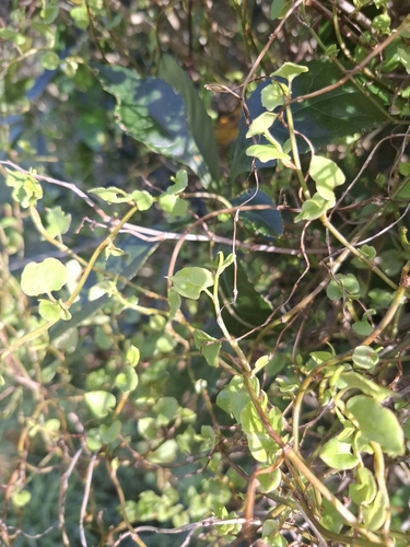 Muehlenbeckia australis, photograph 6
