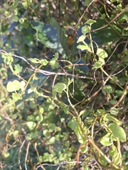Muehlenbeckia australis, photograph author not stated, no rights reserved