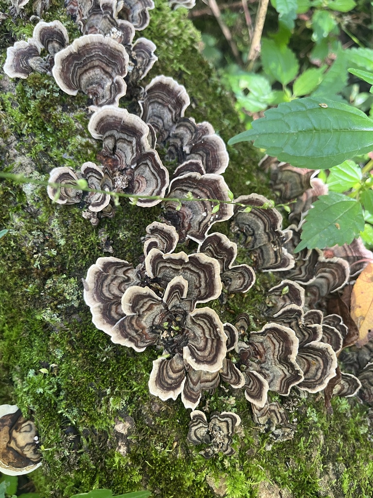 turkey-tail · September 2026 · photo: Photo: no rights reserved · iNaturalist