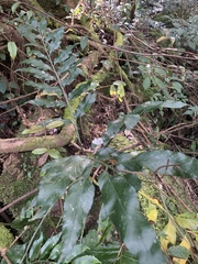 Asplenium gemmiferum