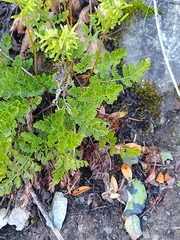 Cryptogramma acrostichoides, photograph author not stated, no rights reserved