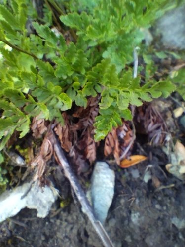 Cryptogramma acrostichoides, photograph 5
