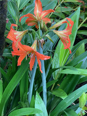 Hippeastrum striatum