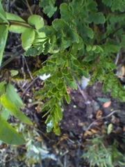 Cryptogramma acrostichoides, photograph author not stated, no rights reserved