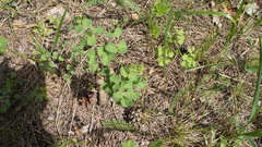 Thalictrum minus