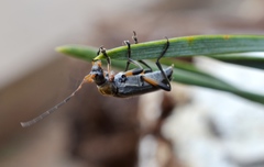 Cortodera femorata