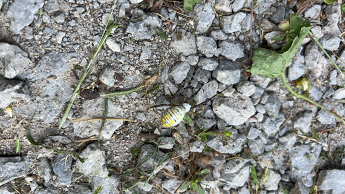Banded Garden Spider