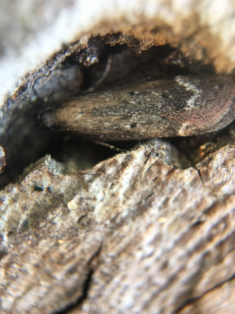 Gelechia desiliens