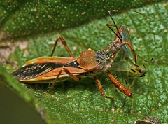 Scipinia arenacea