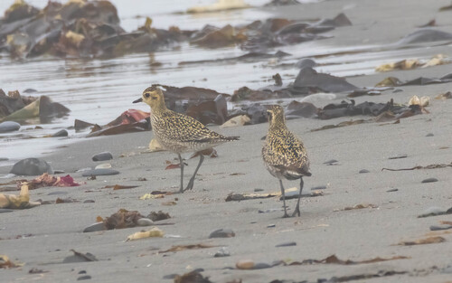 iNaturalist image