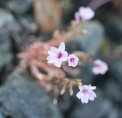 Claytonia exigua