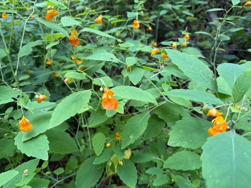 common jewelweed
