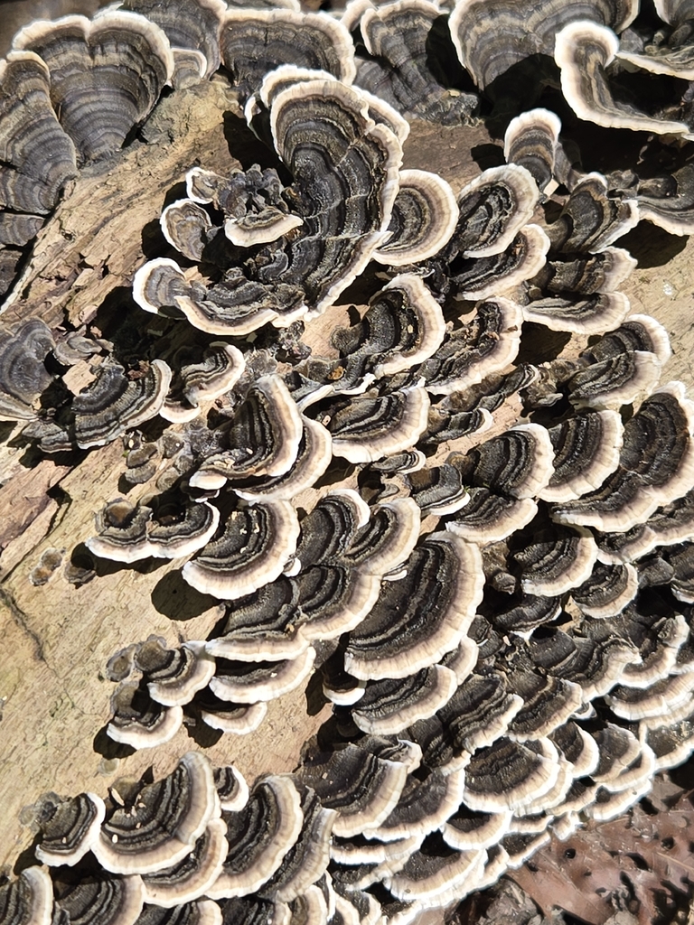 turkey-tail · September 2026 · photo: Photo: no rights reserved · iNaturalist