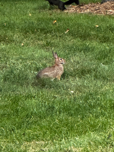 Eastern Cottontail