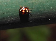 Derispia maculipennis