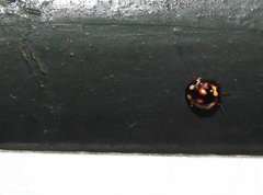 Derispia maculipennis