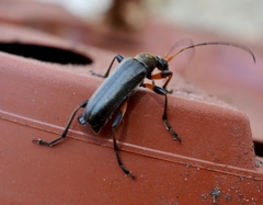 Cortodera femorata