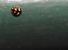 Derispia maculipennis