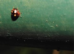 Derispia maculipennis