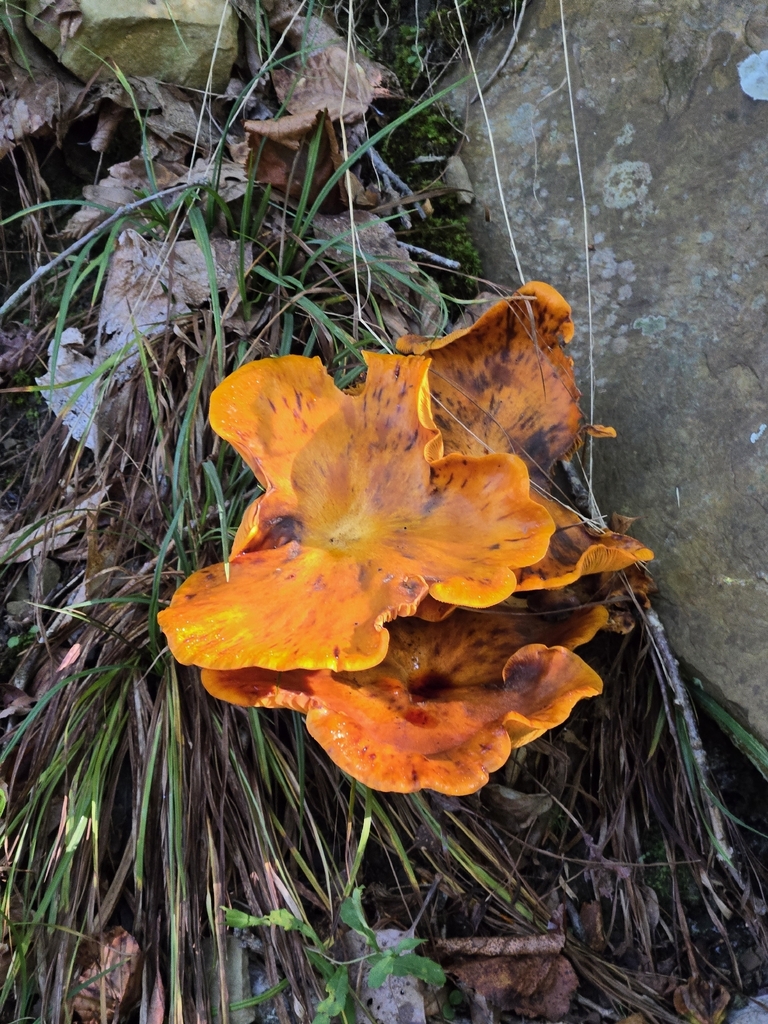 Eastern American jack-o'-lantern · September 2026 · photo: Photo: no rights reserved · iNaturalist