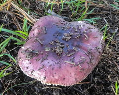 Russula integra