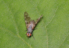 Otites