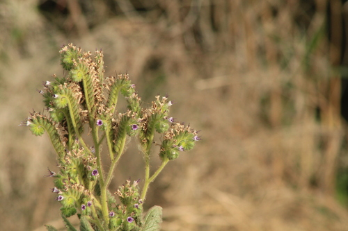Phacelia integrifolia