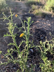 Osteospermum spinosum