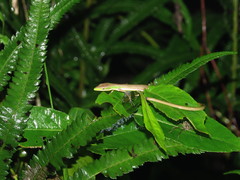 Takydromus sauteri
